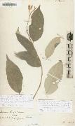 Alexander von Humboldt Solanum citrifolium oil painting artist